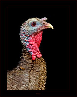 Turkey.jpg