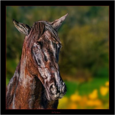 Camargue.jpg