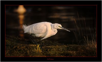 Last Light .....jpg