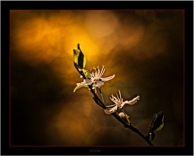 Wonder of Springtime .....jpg