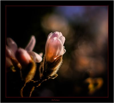 Vintage Lens Day .....jpg