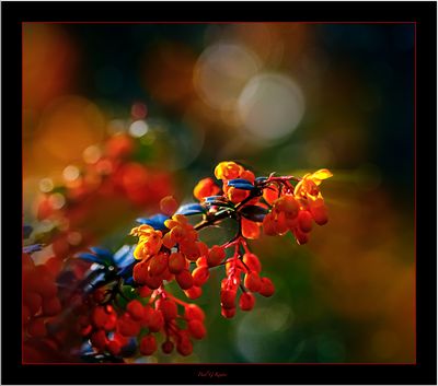 Joys of Spring .....jpg