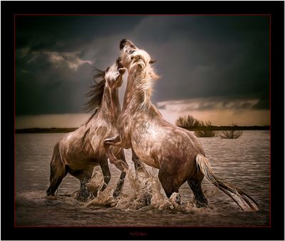 Horse Play..jpg