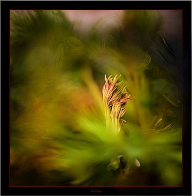 Vintage Lens Day .....jpg