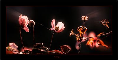 In the Spotlight.jpg