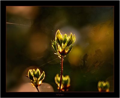 Stody Gardens .....jpg