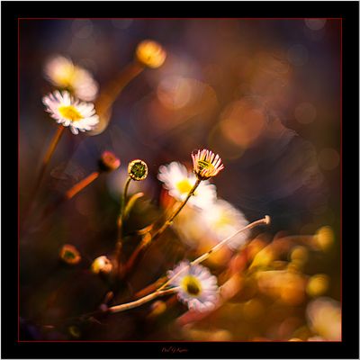 Vintage Lens Day .....jpg