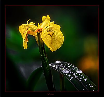 Tears of a Flower .....jpg