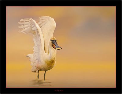 Spoonbill ....jpg