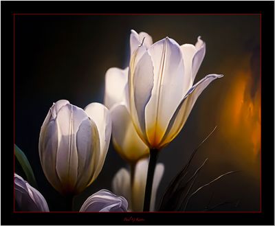 Tulip Time .....jpg