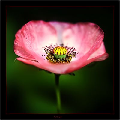 Poppy Time.jpg