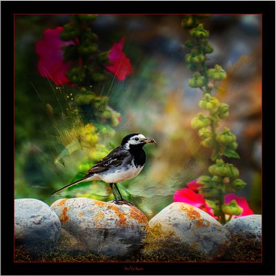 Daily Visitor .....jpg
