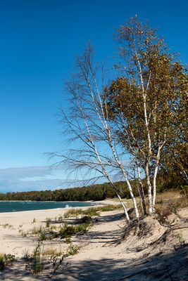 Dune Birches