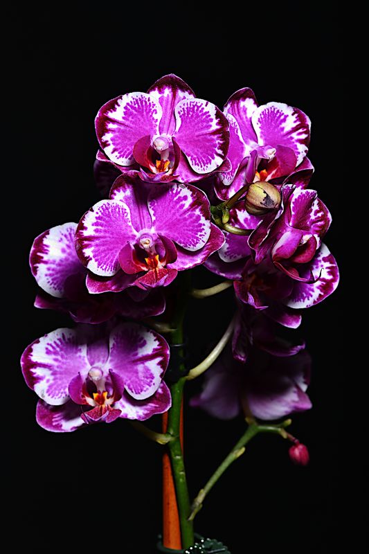 D72_1557_00008s.jpg