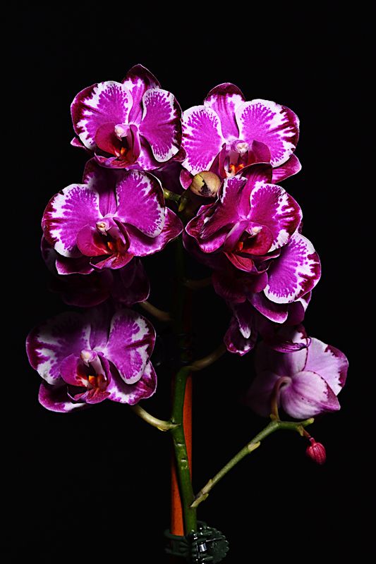 D72_1563_00009s.jpg
