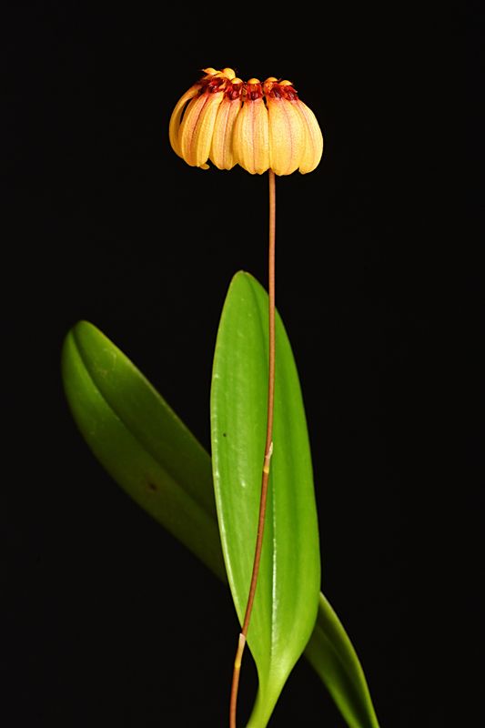 Bulbophyllum Sunshine Queen 'orange'  