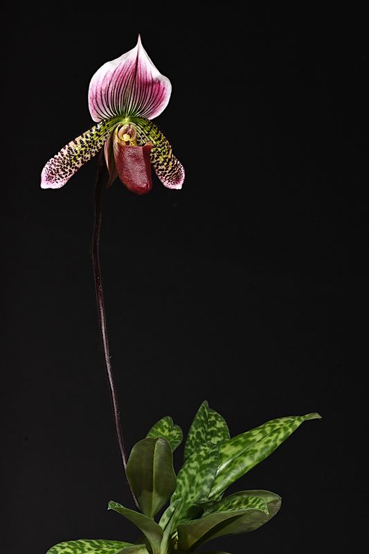 D72_2608_00008s.jpg