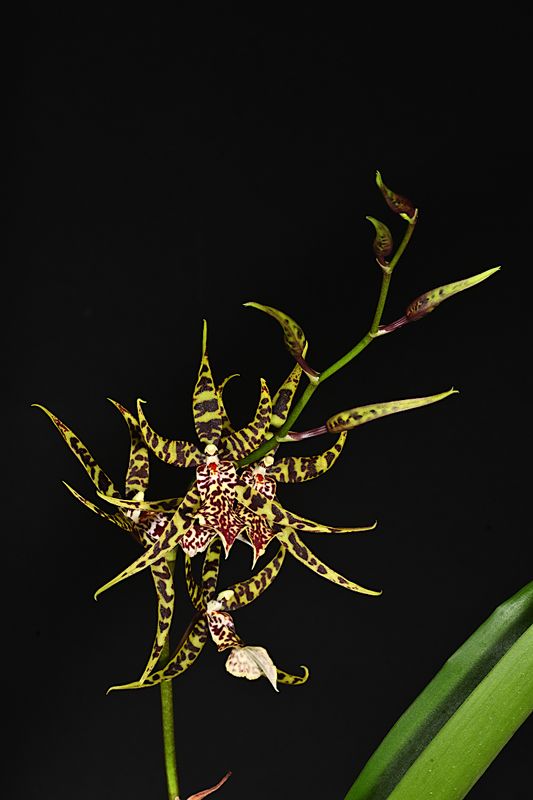 Arthurara seasnake Unforgettable