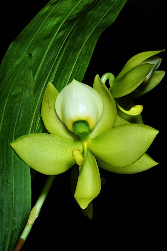 Cycnoches chlorochilon 'Giant Swan'