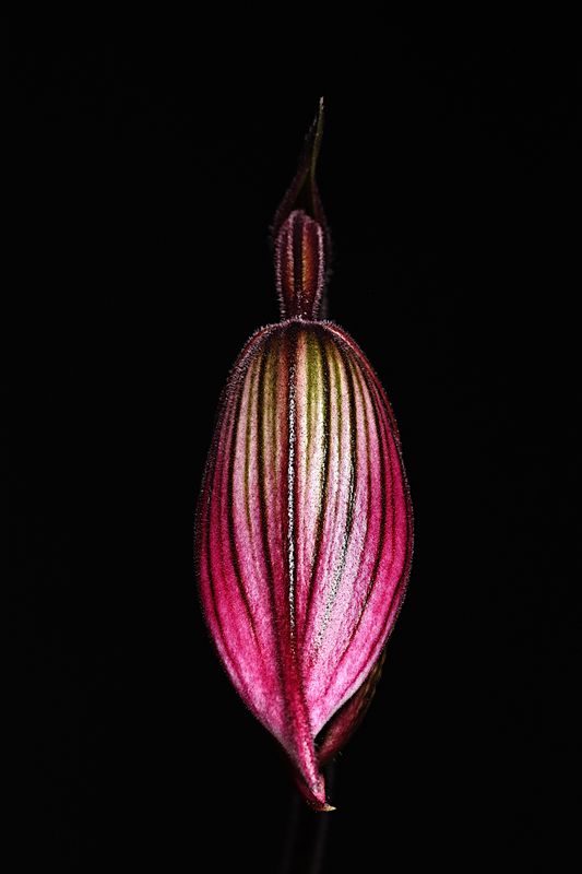 2023 Buds to Blooms