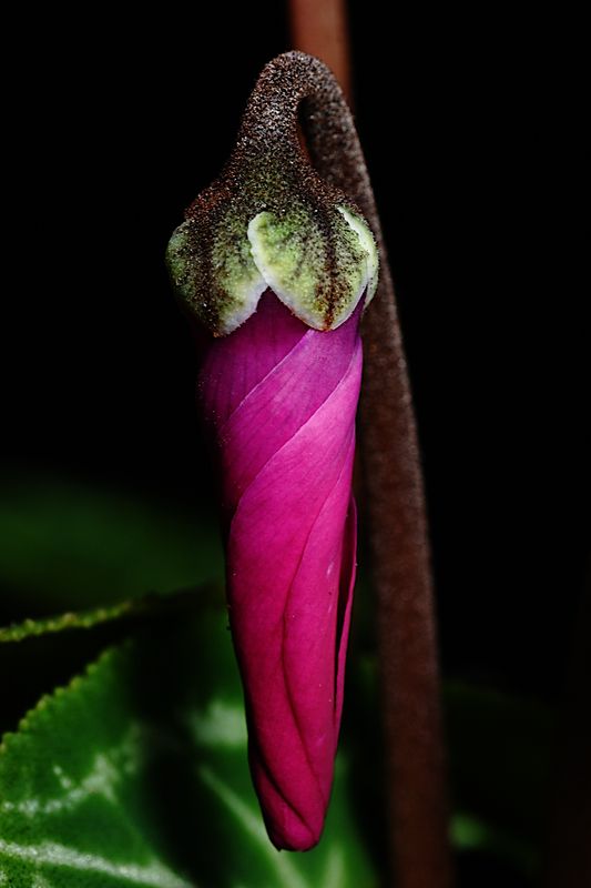 D72_4583_007s.jpg