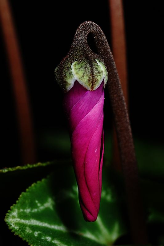 D72_4587_008s.jpg