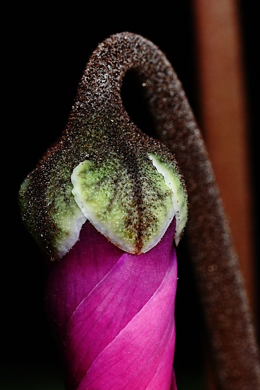 D72_4588_009s.jpg