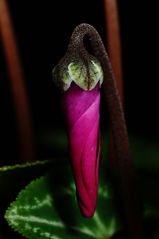 D72_4589_010s.jpg