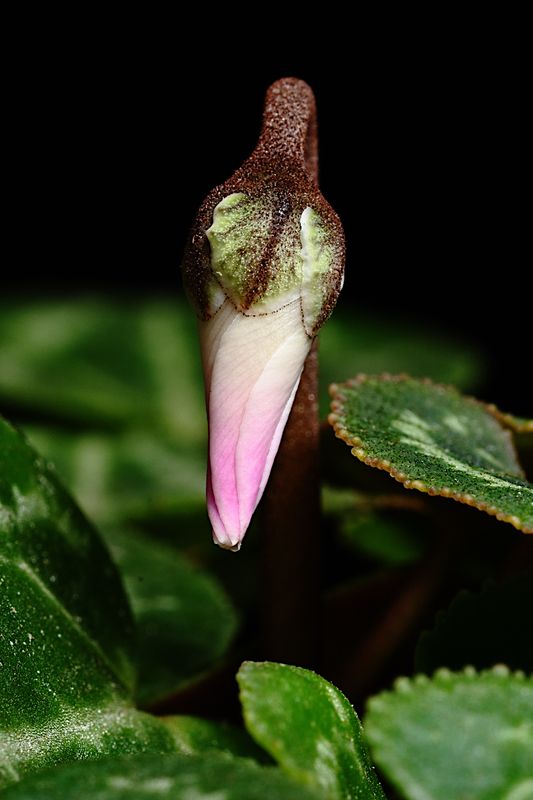 D72_4698_005s.jpg