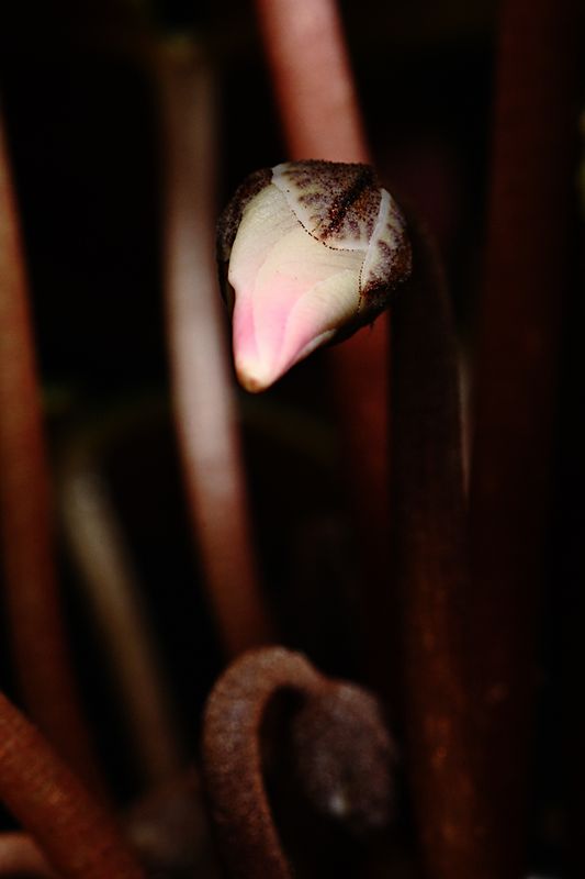 D72_4717_007s.jpg