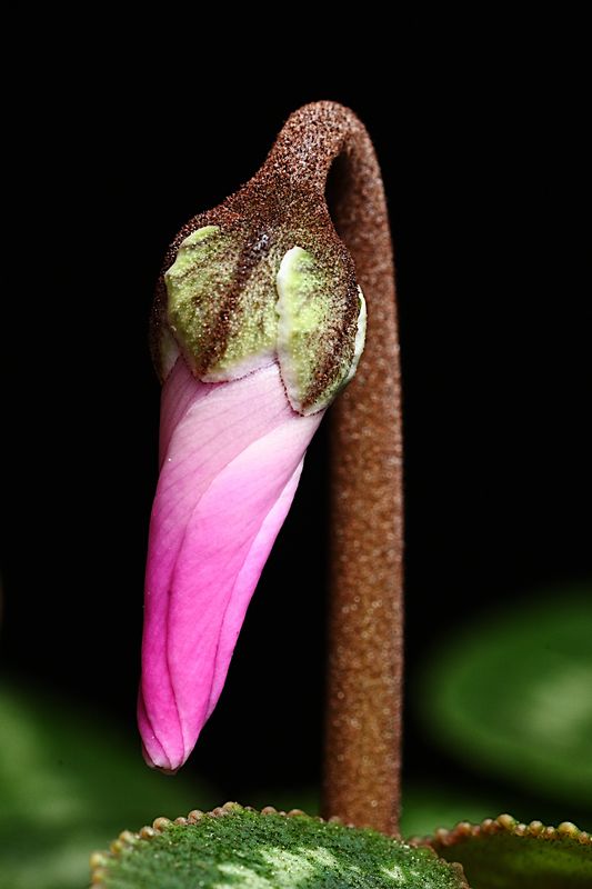 D72_4784_004s.jpg