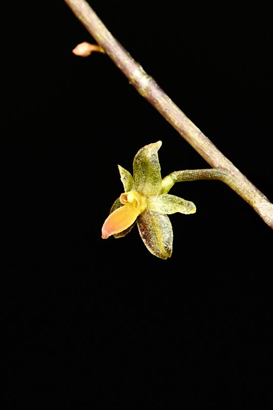 Platystele misera