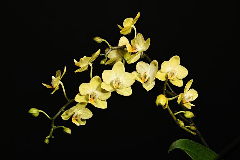 Phal '25