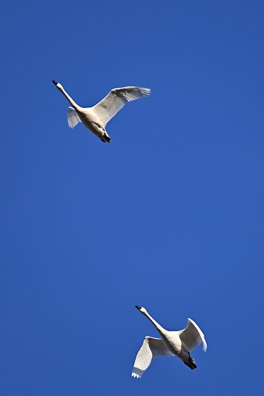 D85_6065_009s.jpg