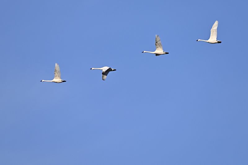 D85_6242_016s.jpg