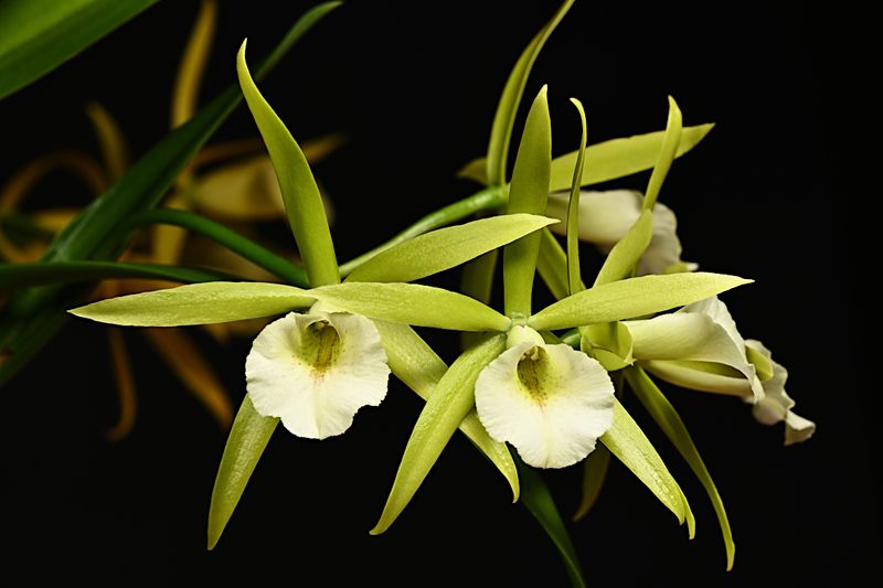 Procatavola Key Lime Stars