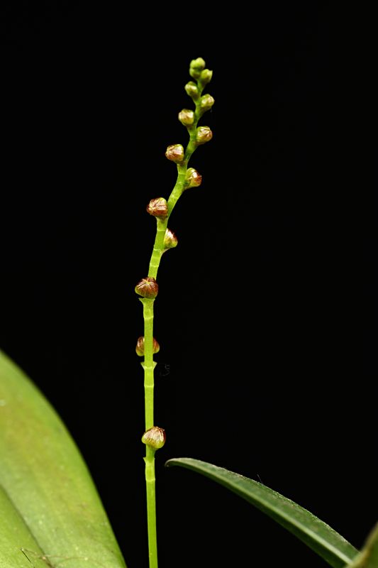 Stelis superbiens
