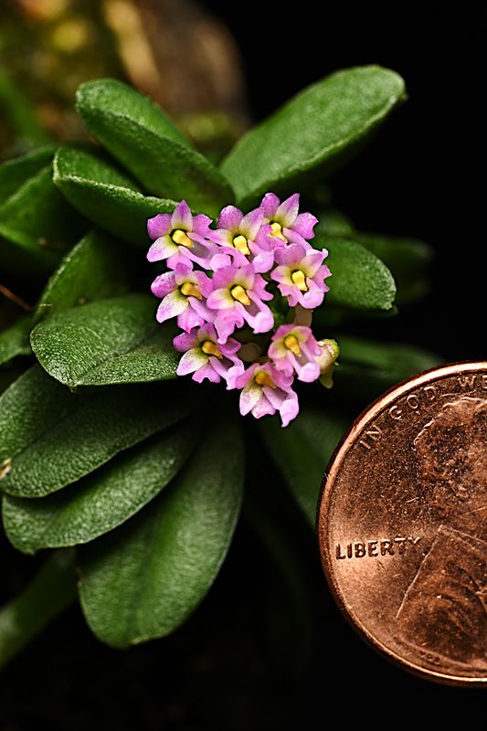 Schoenorchis fragrans