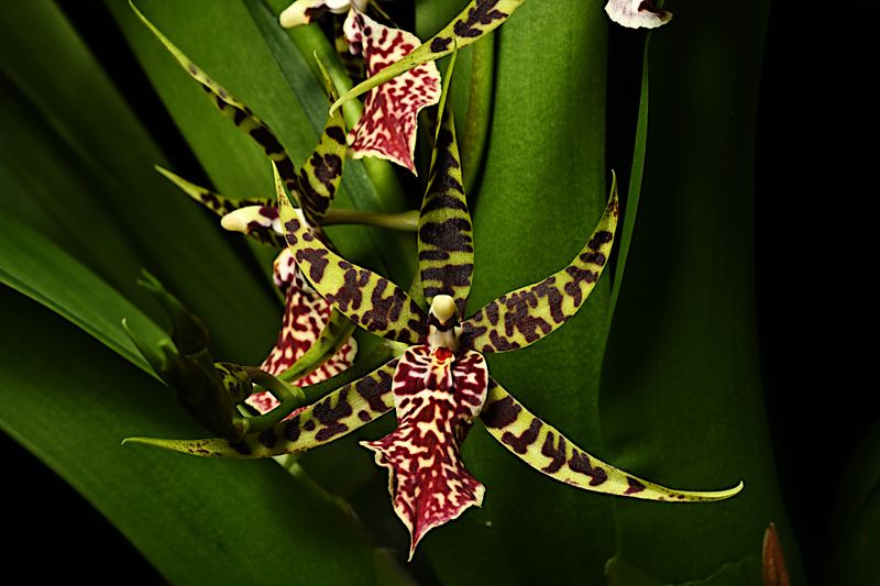 Arthurara seasnake Unforgettable