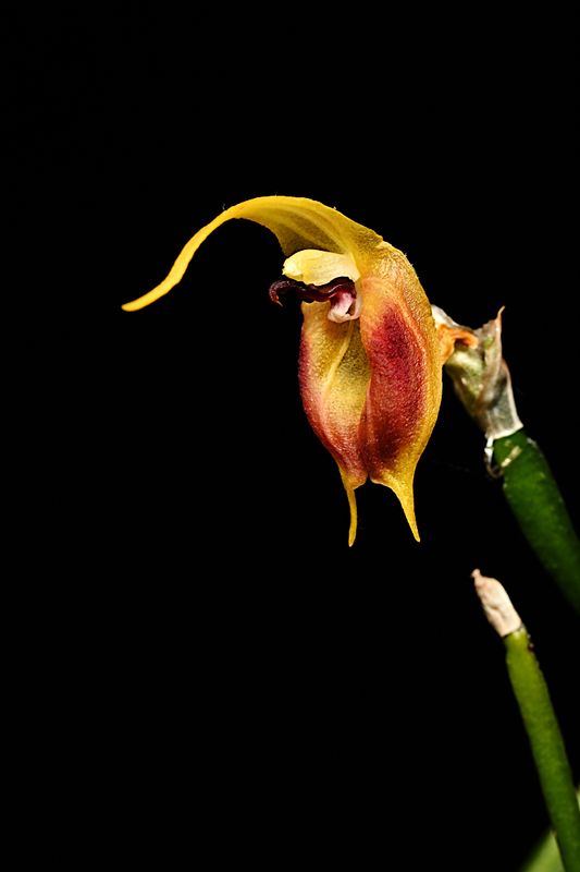 Masdevallia