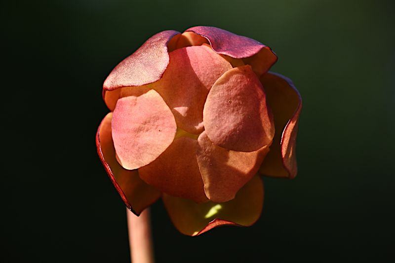 D85_7550_005s.jpg