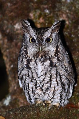 Eastern Screech Owl gray Morf