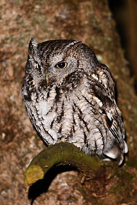Eastern Screech Owl gray Morf