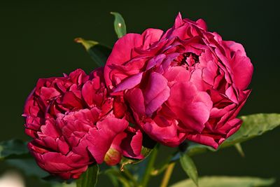 D72_0100_00002s.jpg