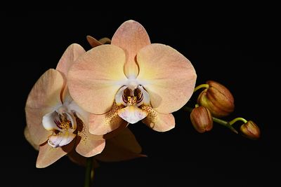 D72_0277_00008s.jpg