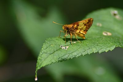 D72_0876_00003s.jpg
