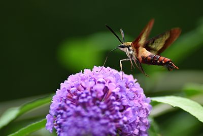 D72_1038_00029s.jpg