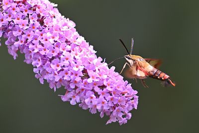 D72_1069_00036s.jpg