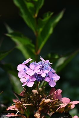 D72_1168_00042s.jpg
