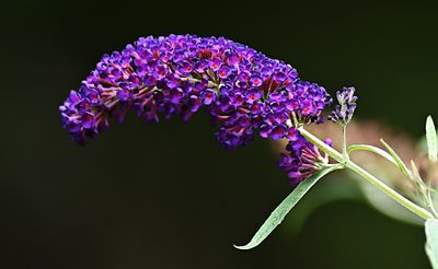 D72_1459_00054s.jpg